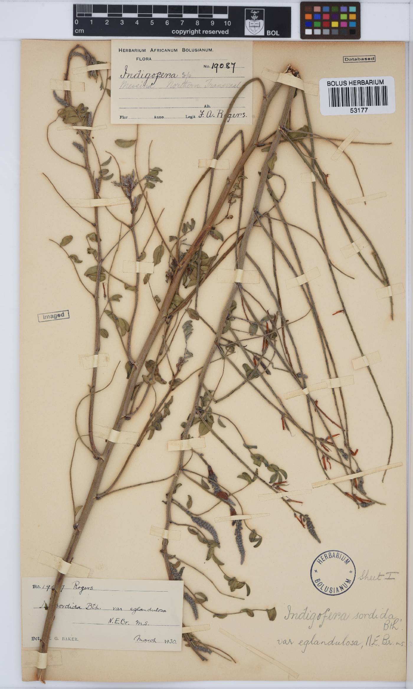 Indigofera sordida image