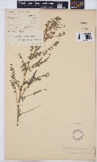 Indigofera sordida image