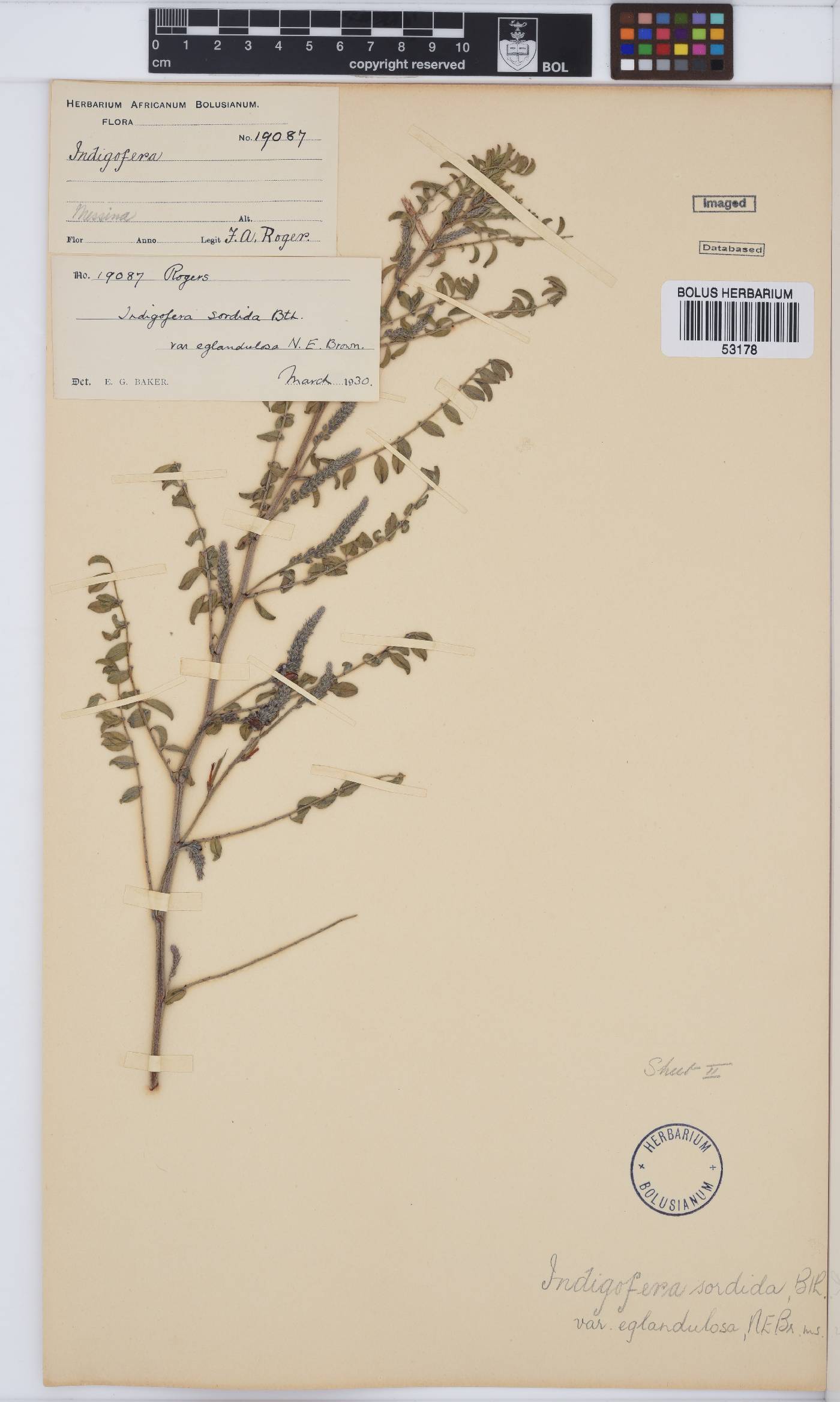 Indigofera sordida image