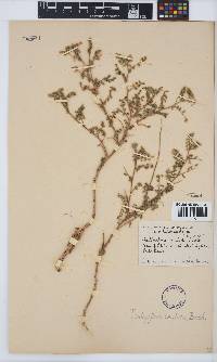 Indigofera sordida image