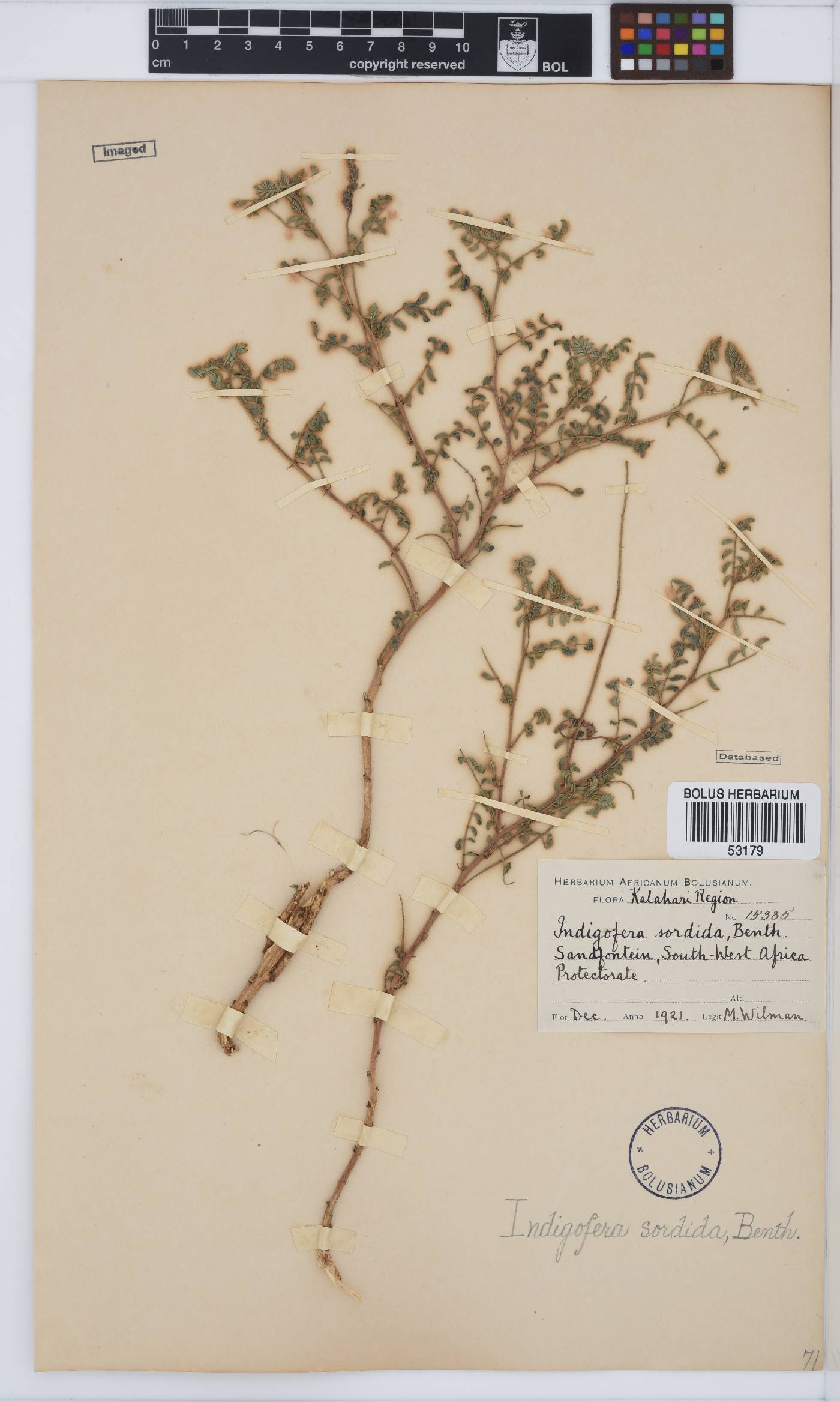Indigofera sordida image