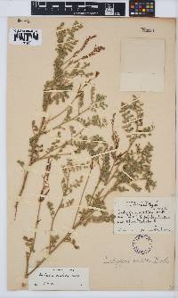 Indigofera sordida image