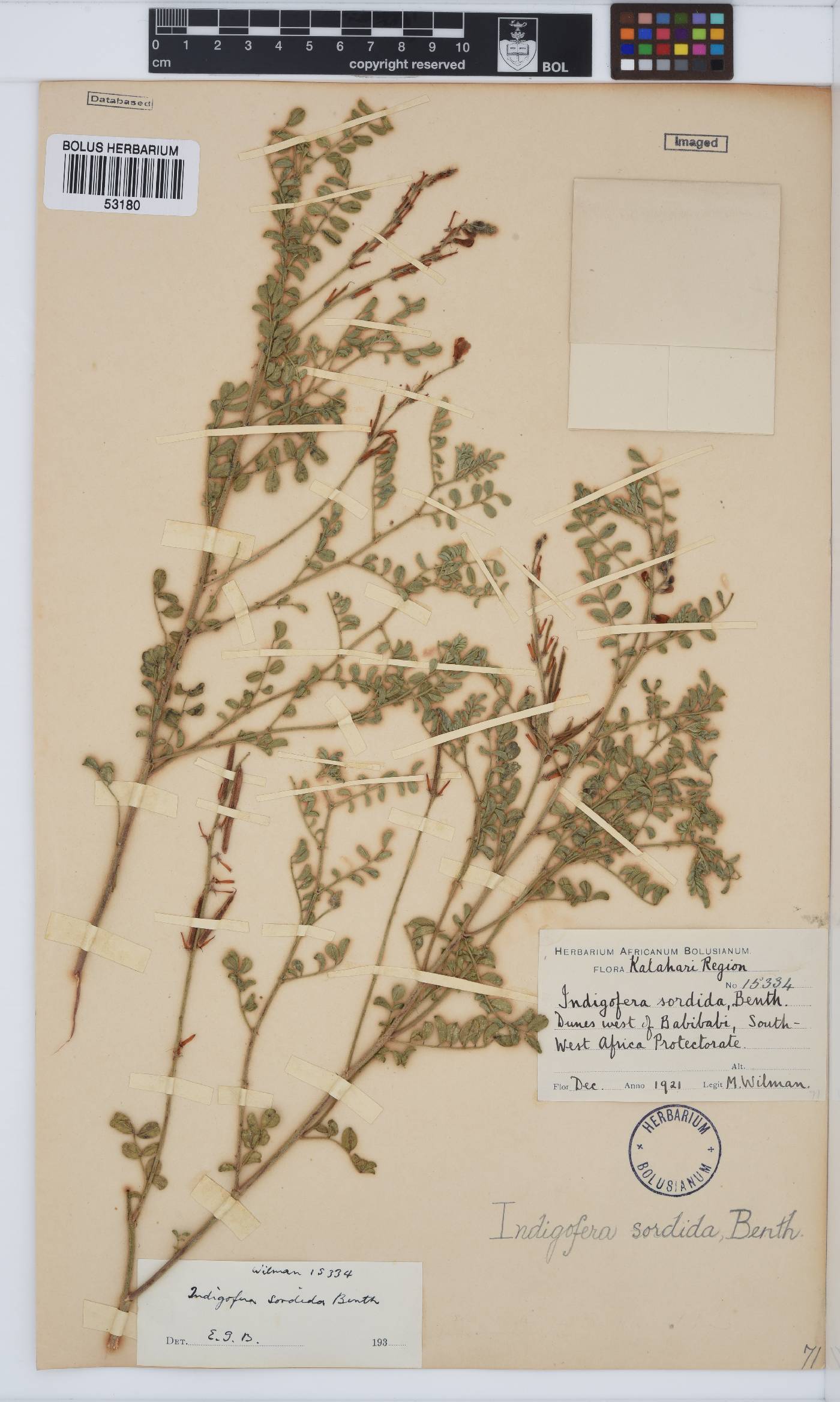 Indigofera sordida image