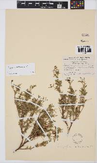 Indigofera heterotricha image