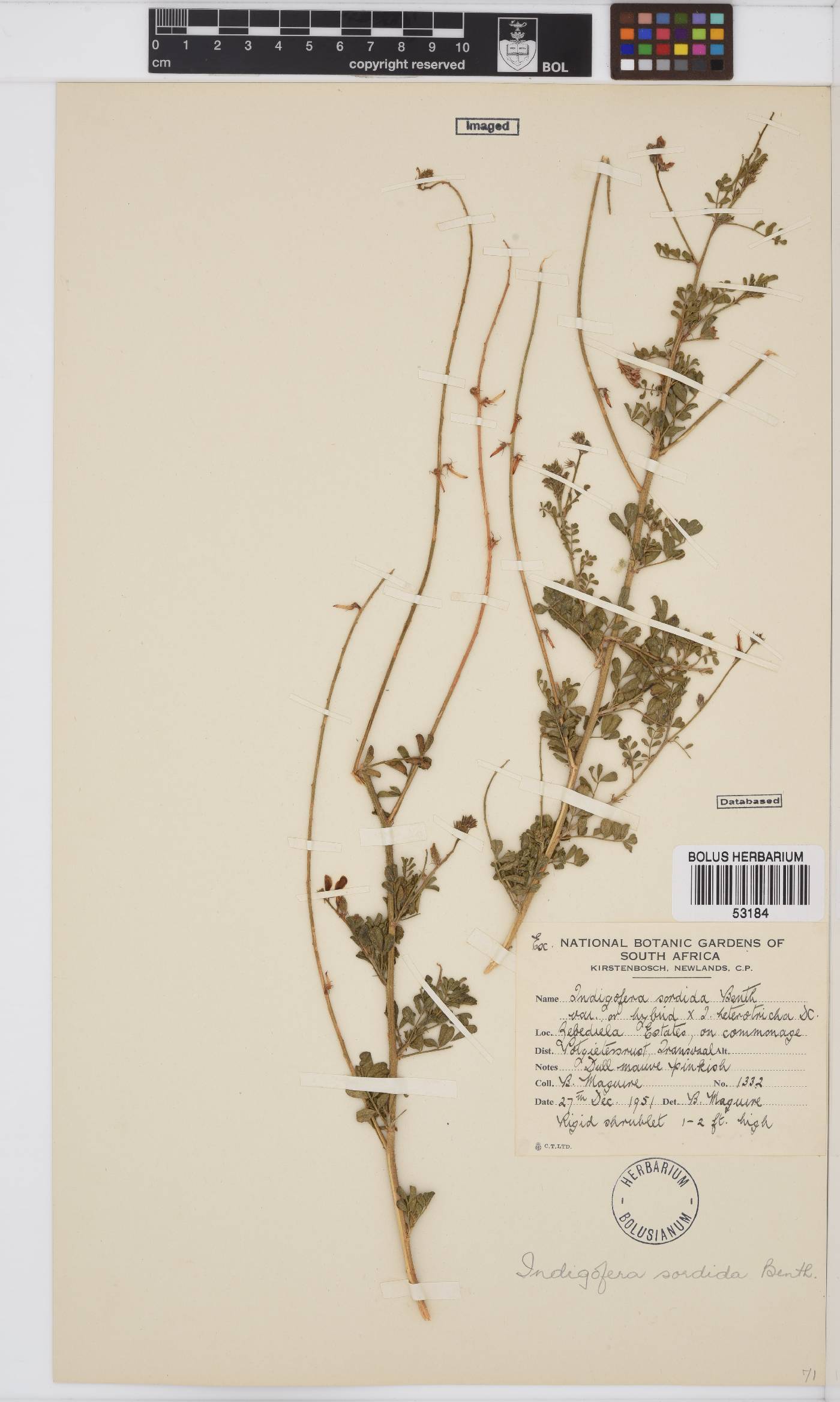Indigofera heterotricha image