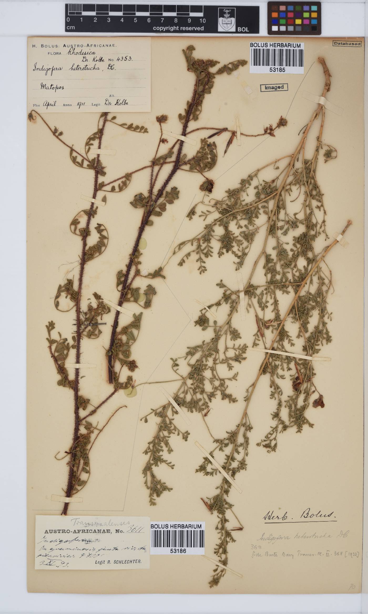 Indigofera heterotricha image