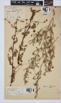 Indigofera heterotricha image