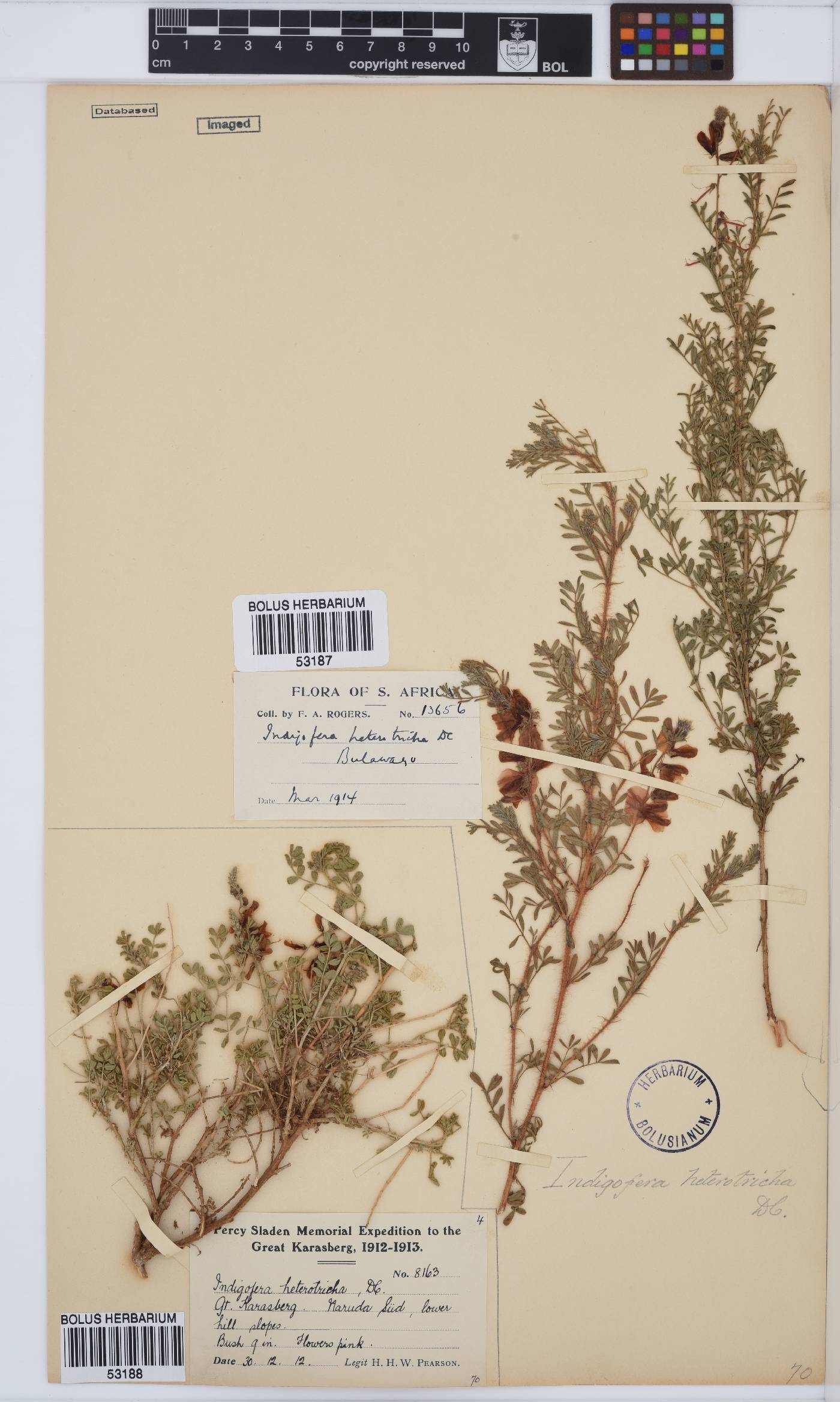 Indigofera heterotricha image