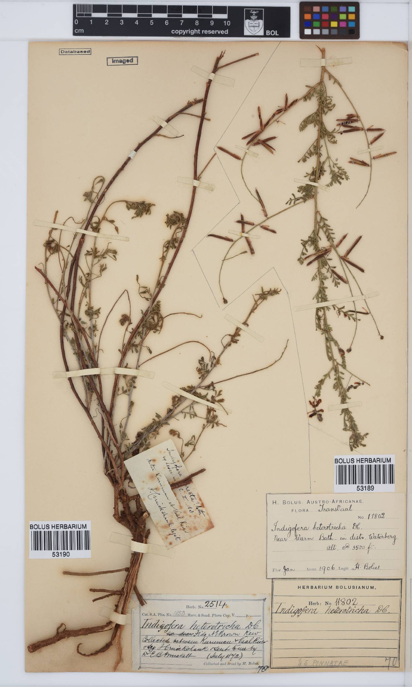 Indigofera heterotricha image