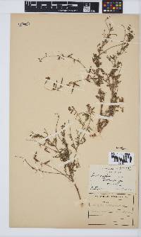 Indigofera heterotricha image