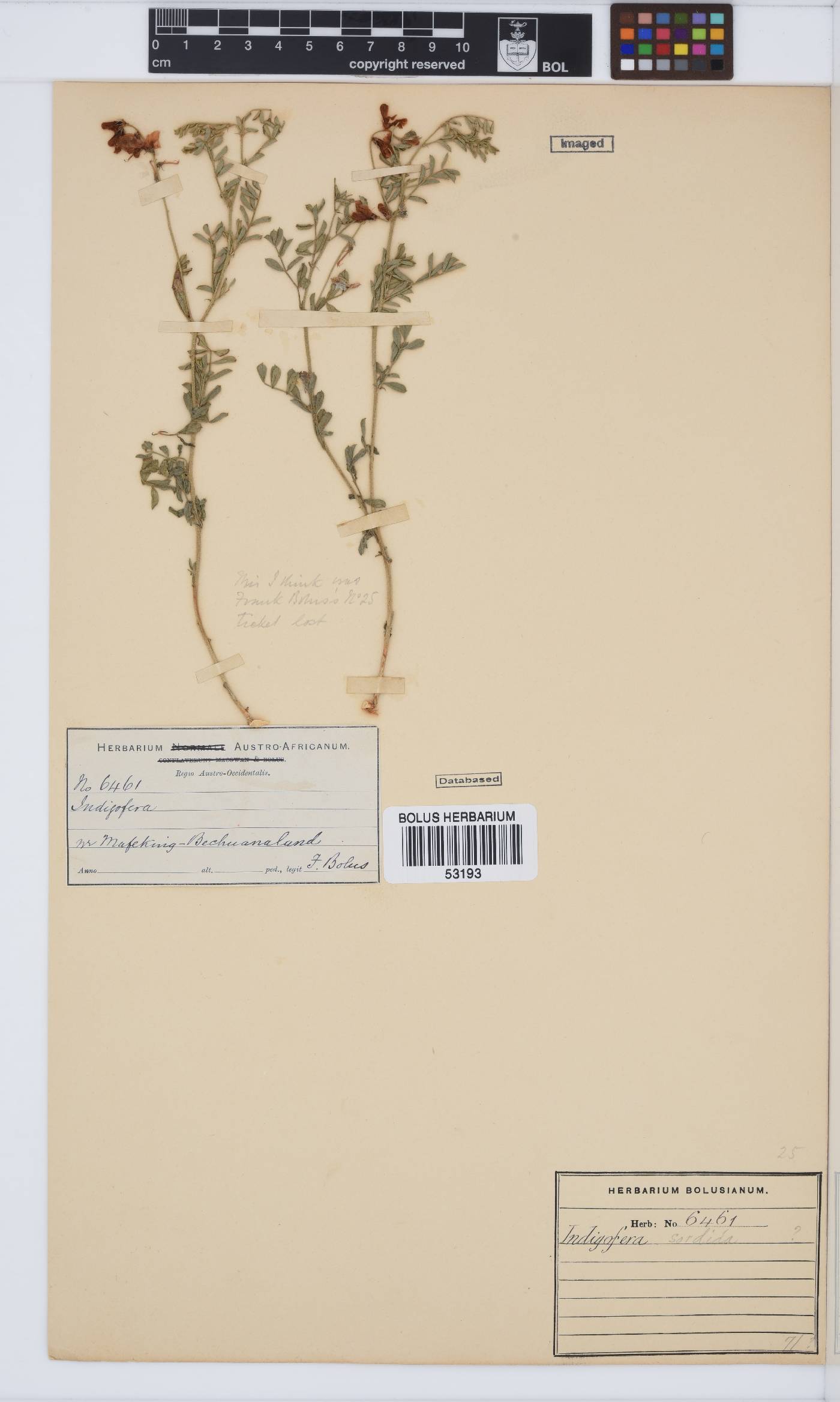 Indigofera heterotricha image