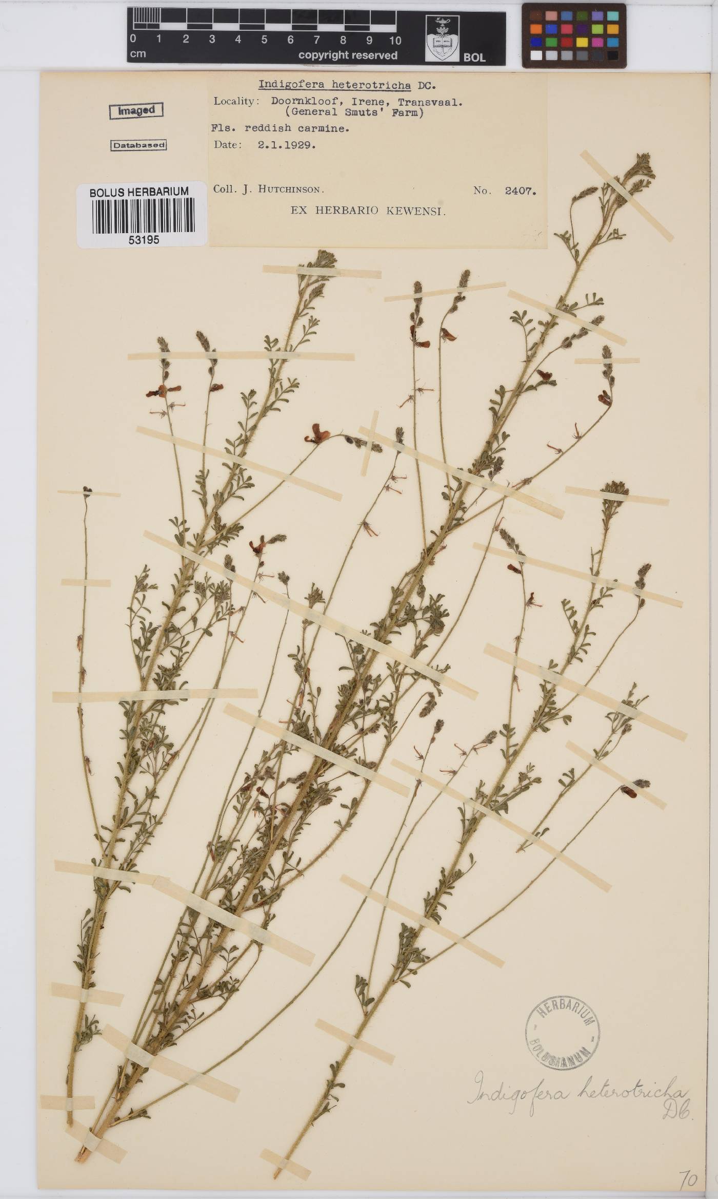 Indigofera heterotricha image