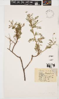 Indigofera heterotricha image