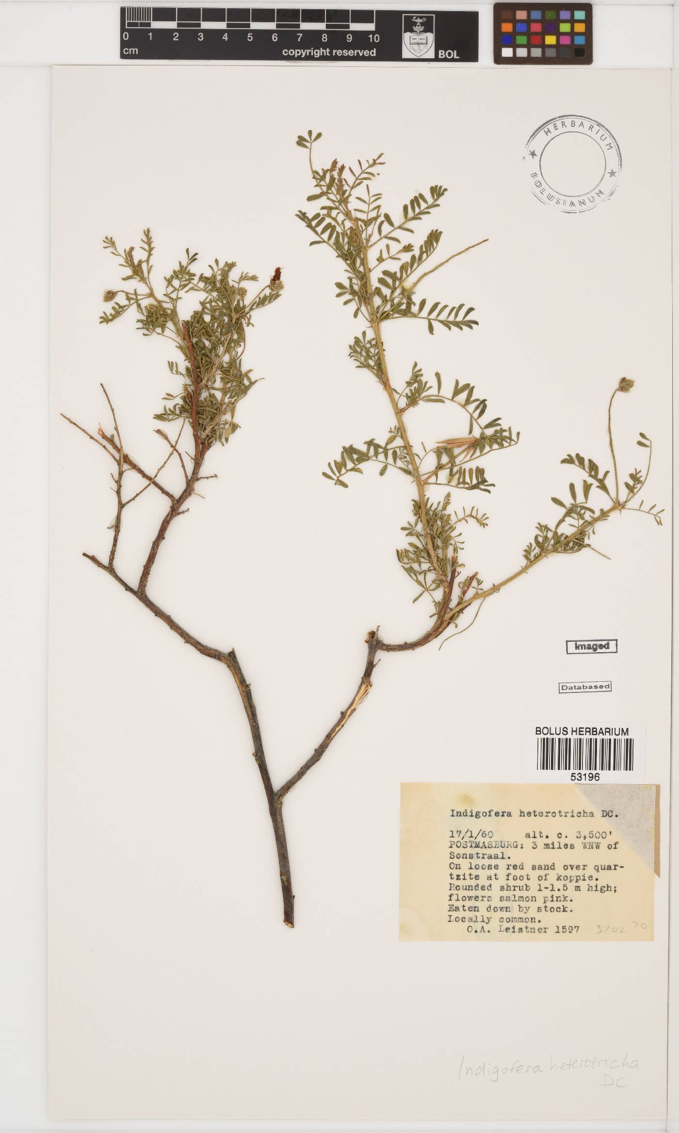 Indigofera heterotricha image