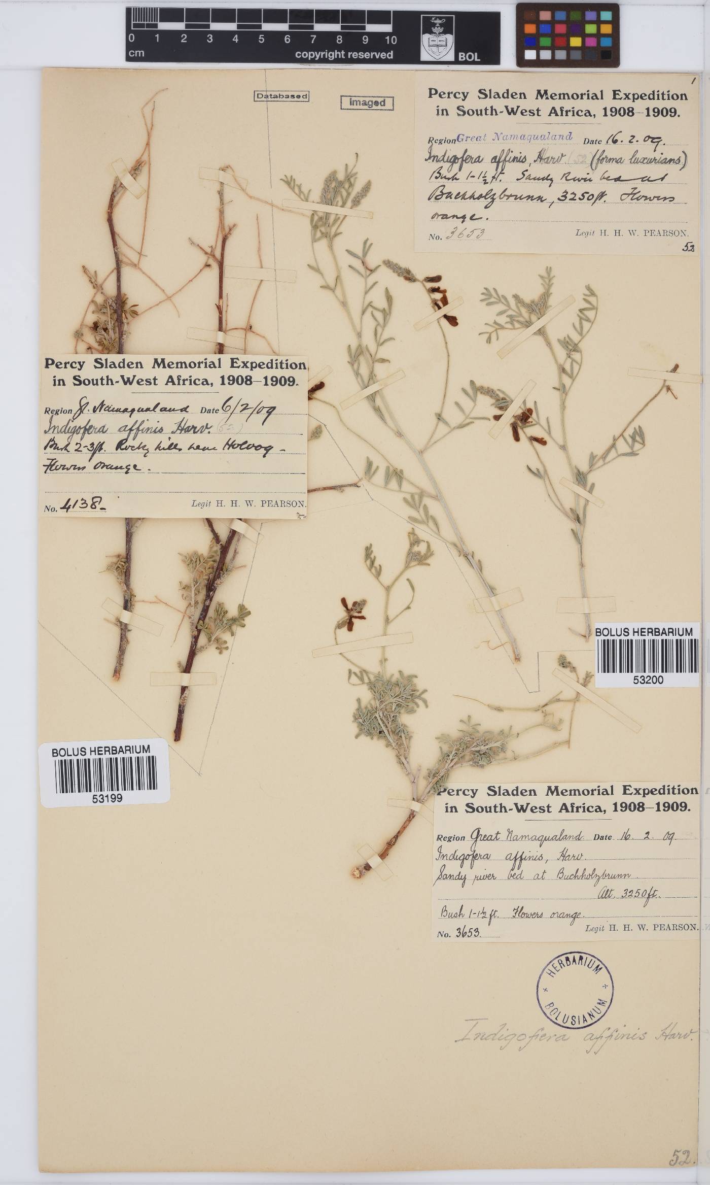 Indigofera heterotricha subsp. pechuelii image