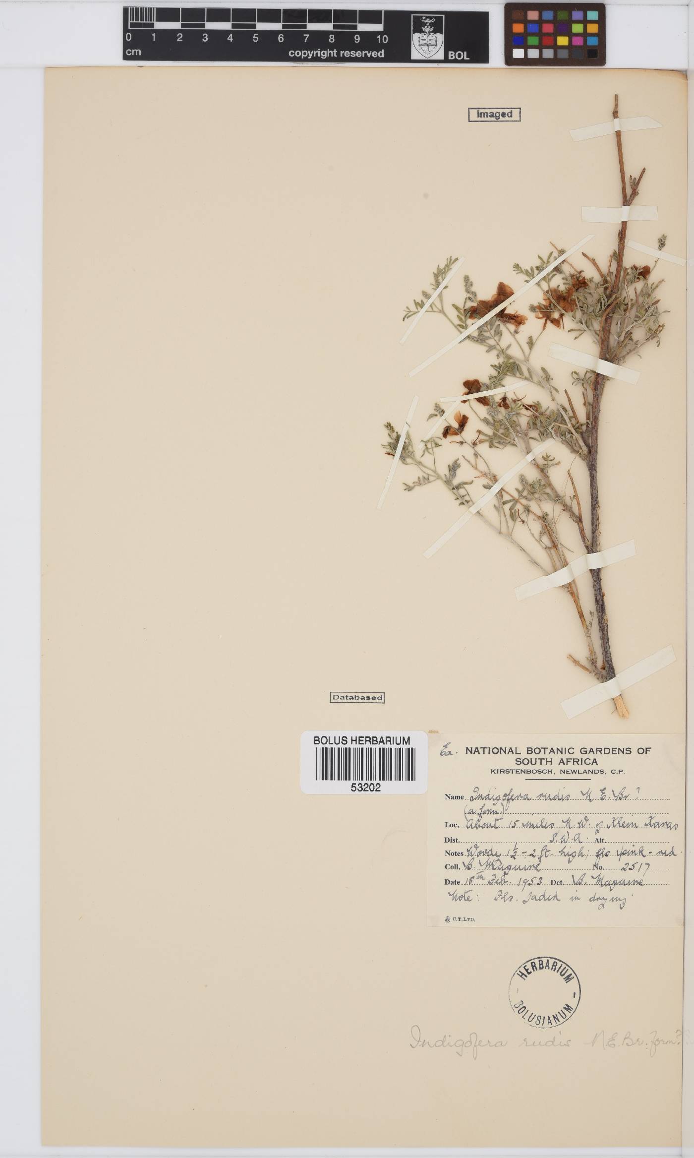 Indigofera heterotricha subsp. pechuelii image
