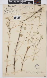 Indigofera heterotricha image