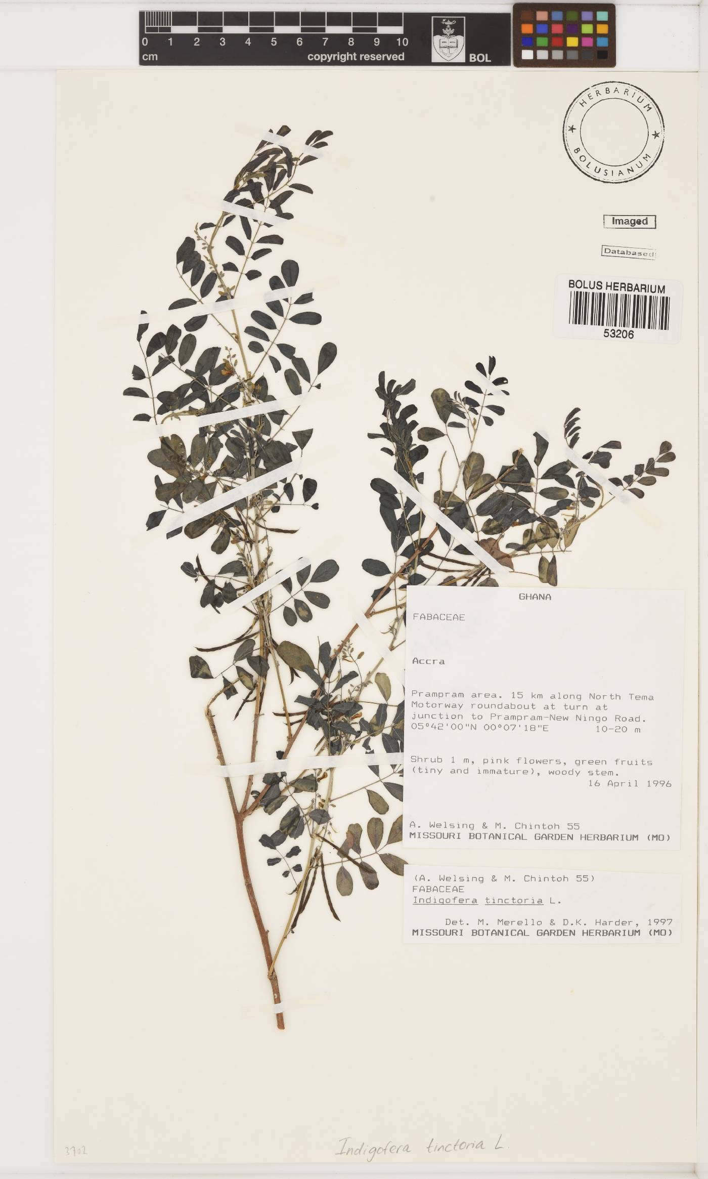 Indigofera tinctoria image