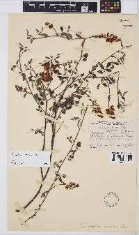 Indigofera amoena image