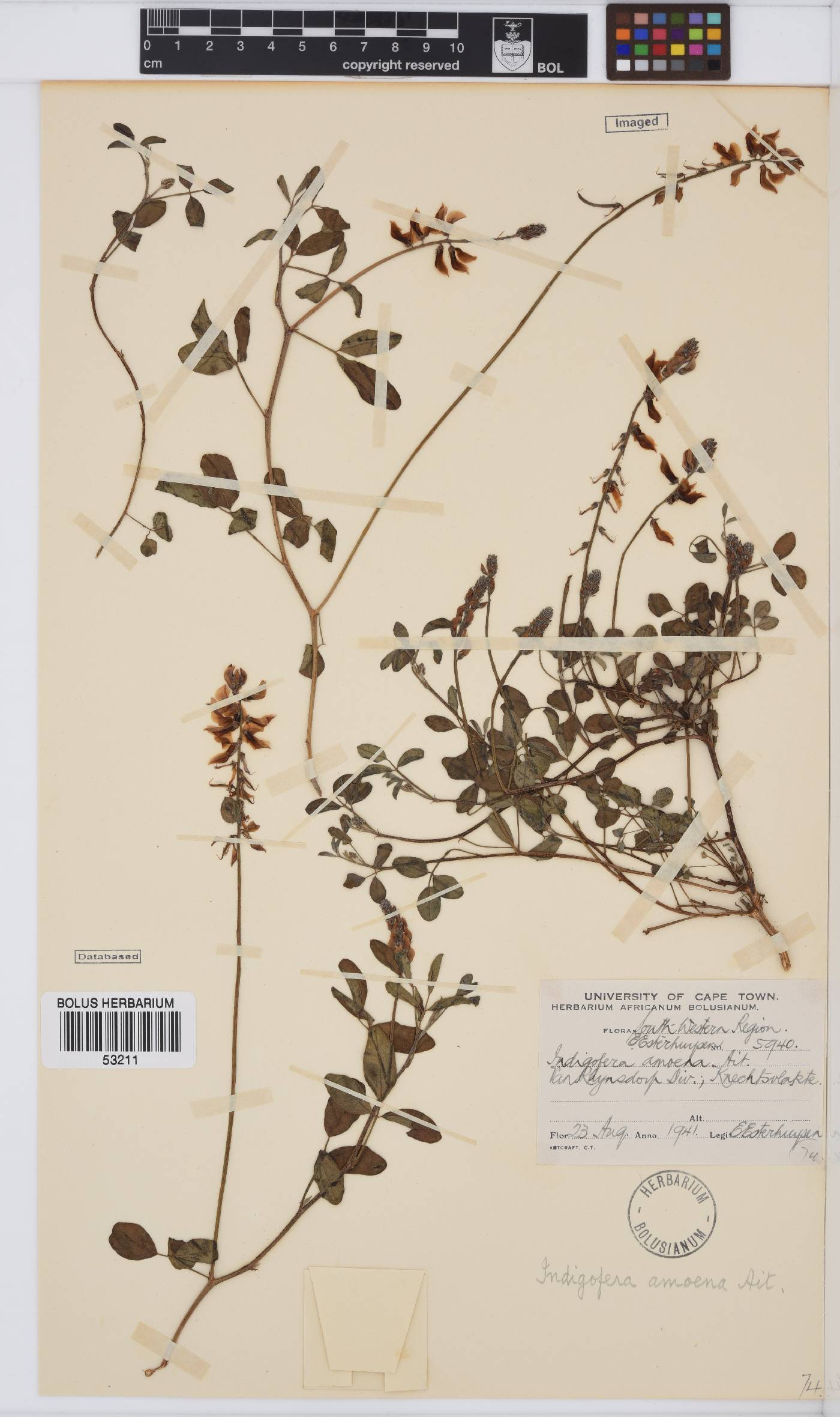 Indigofera amoena image