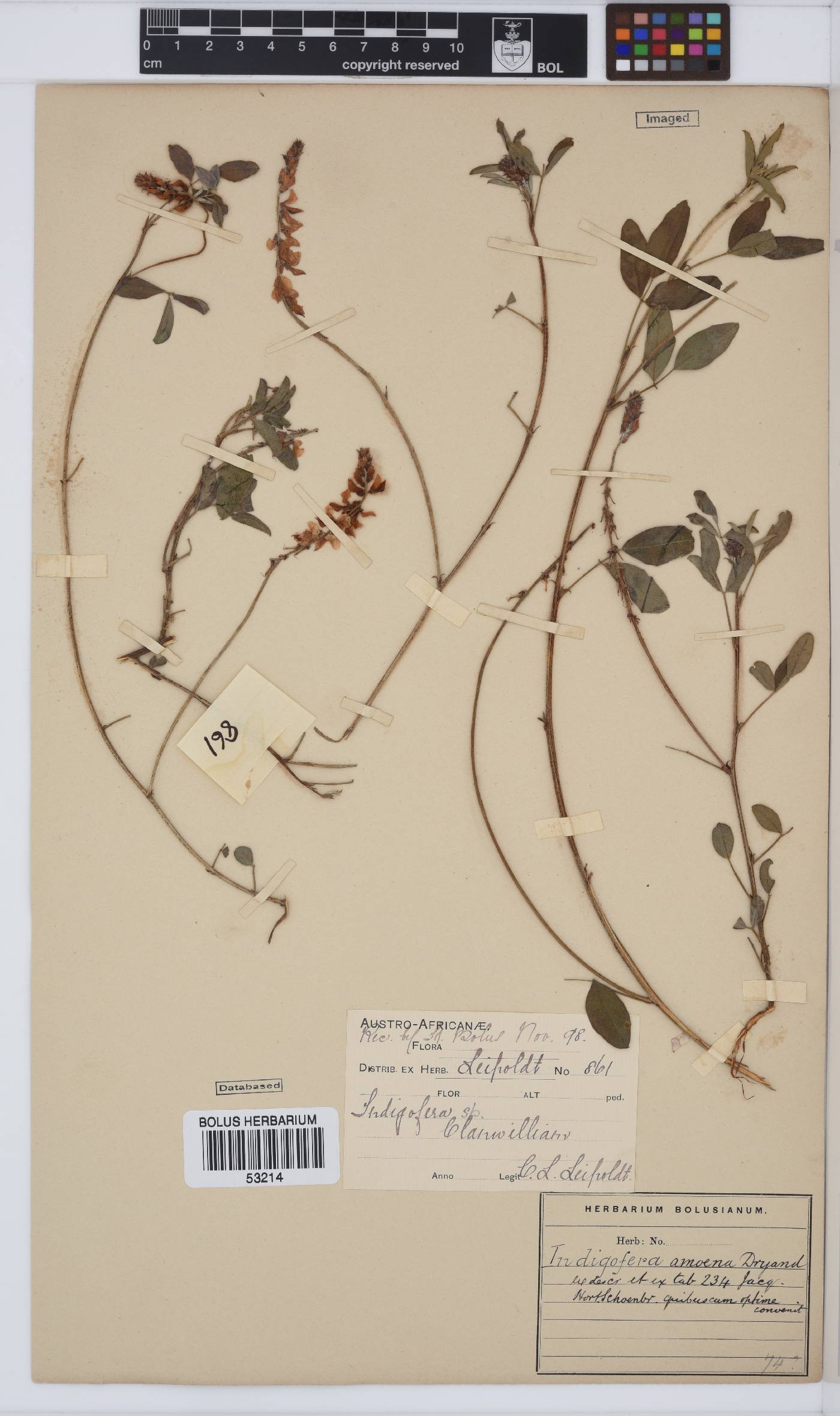 Indigofera amoena image