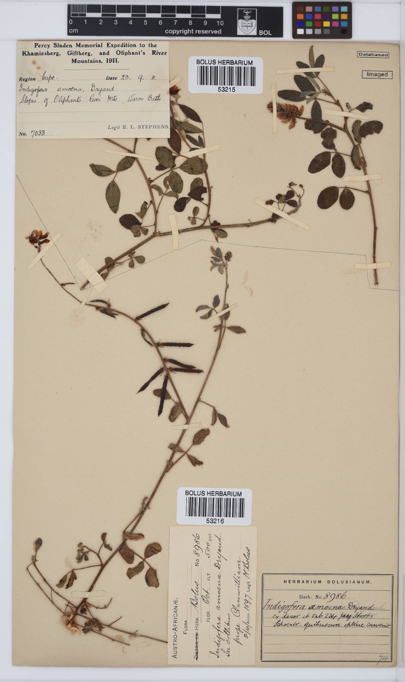 Indigofera amoena image