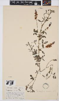 Indigofera amoena image