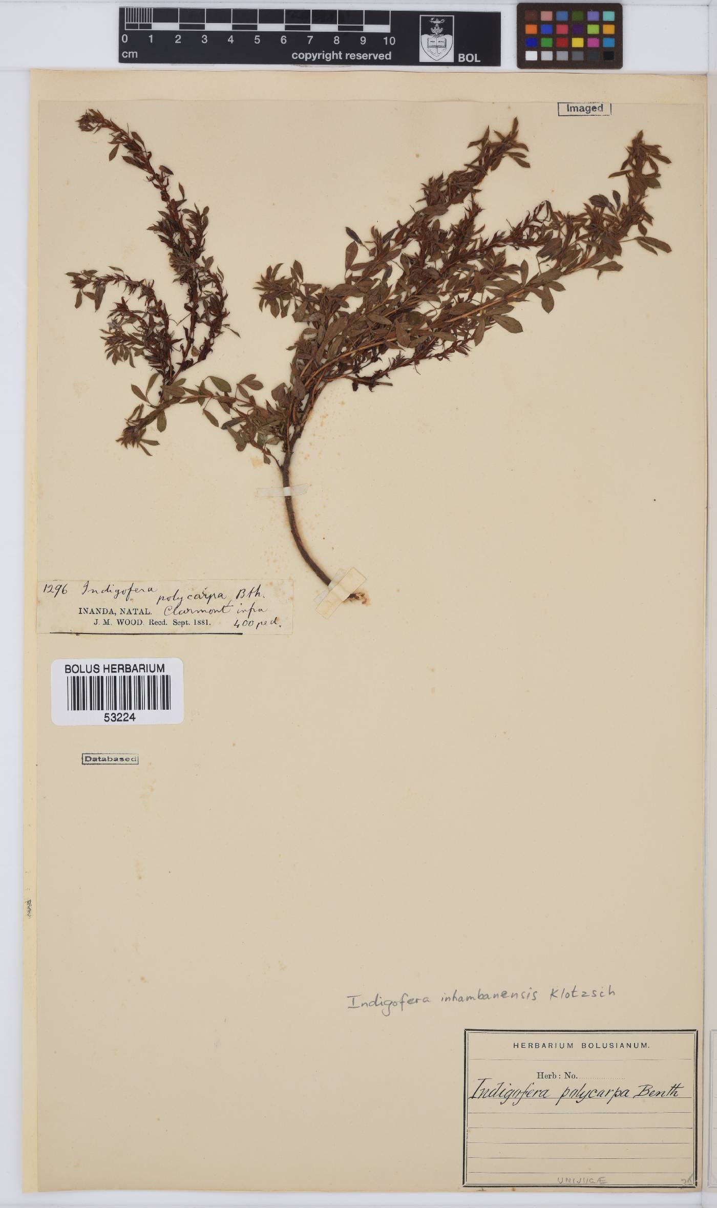 Indigofera inhambanensis image