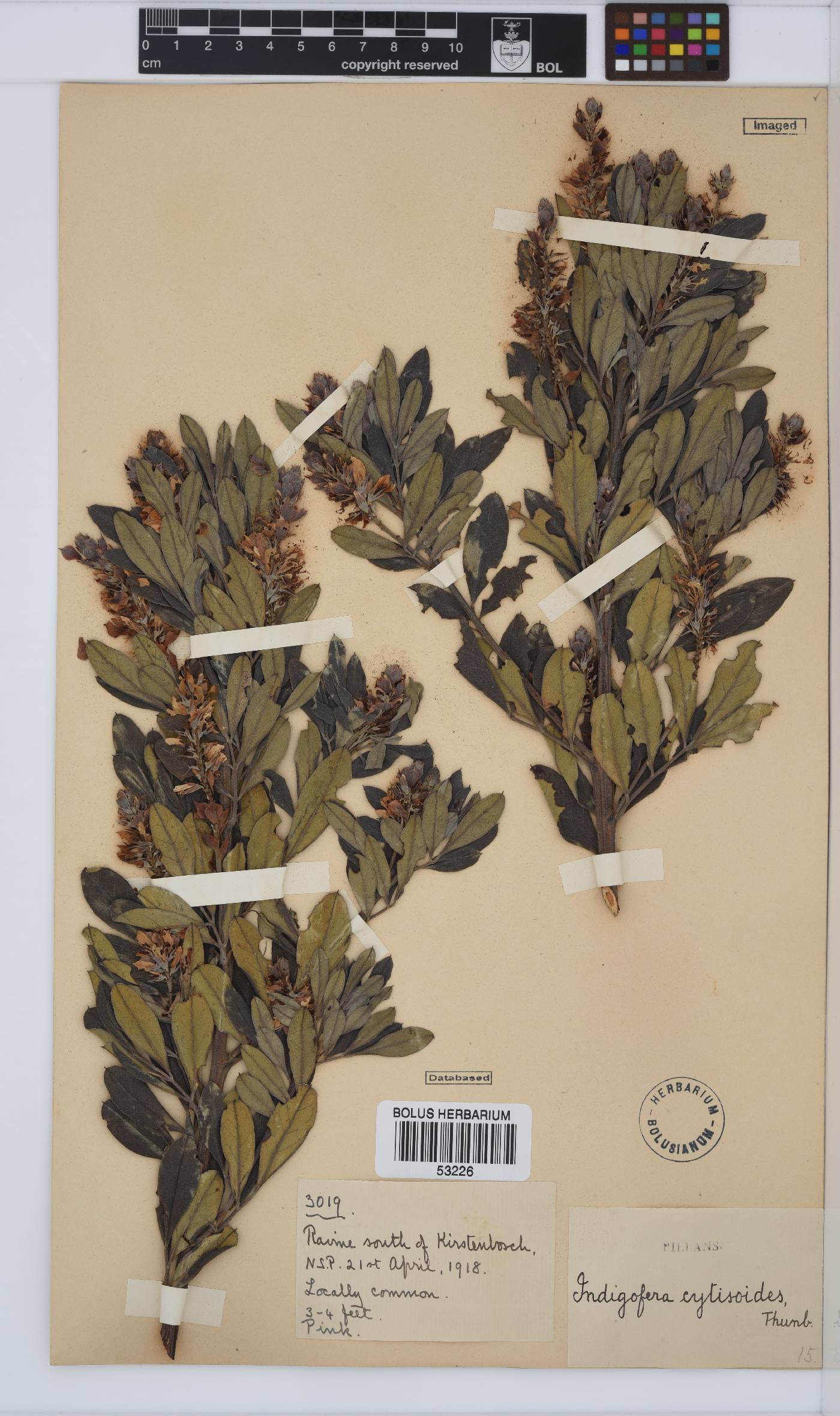 Indigofera cytisoides image