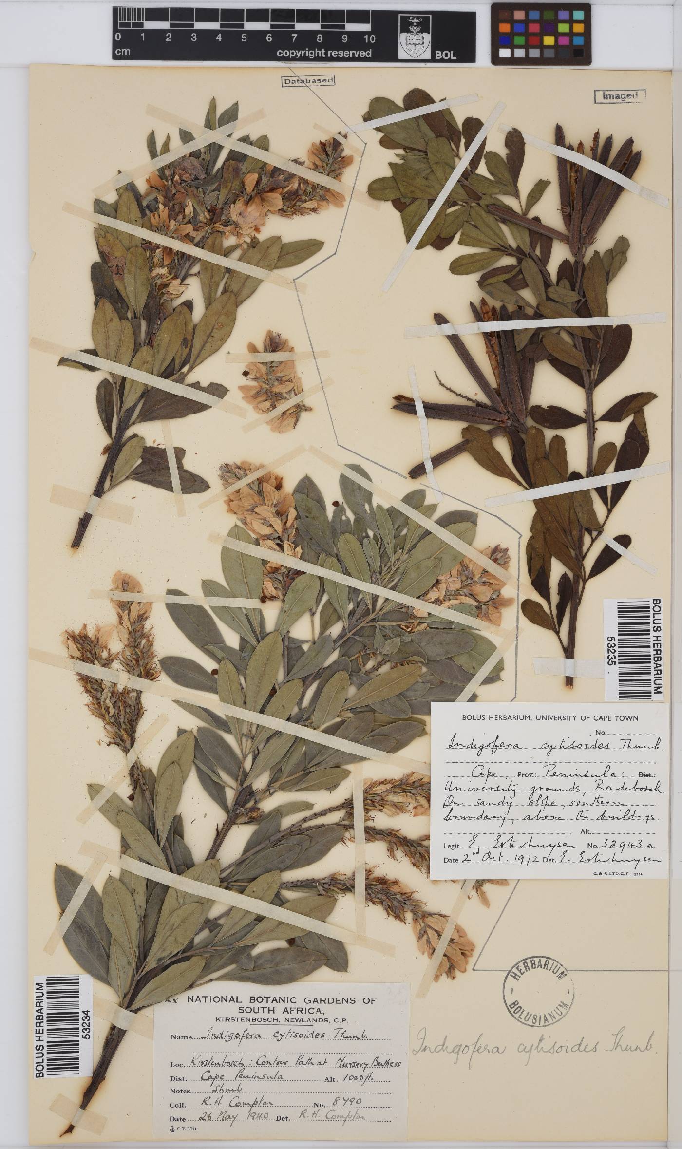 Indigofera cytisoides image