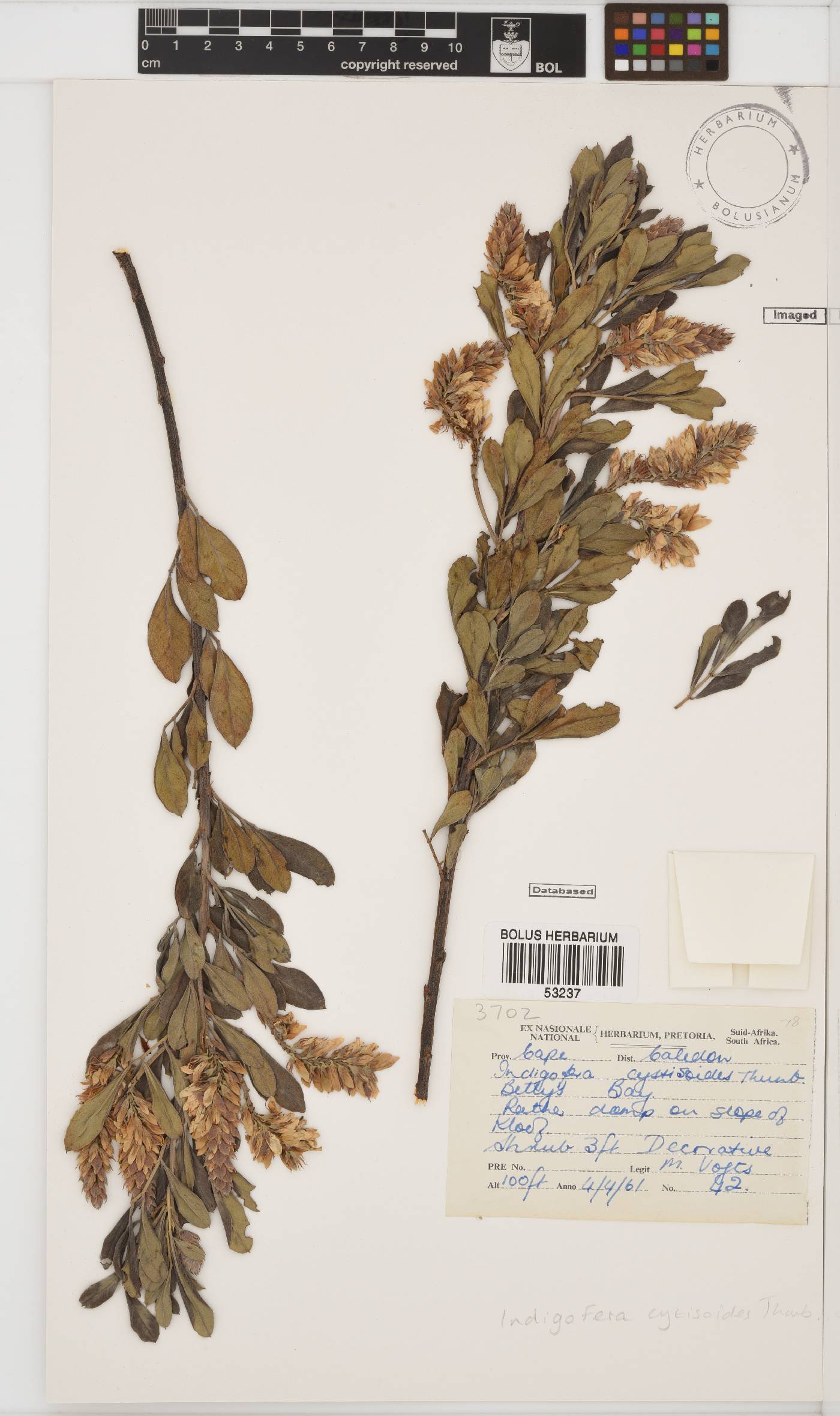 Indigofera cytisoides image