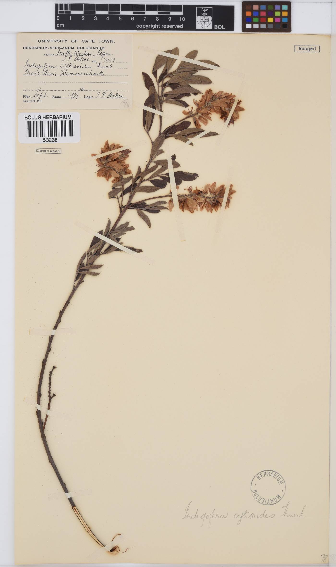 Indigofera cytisoides image