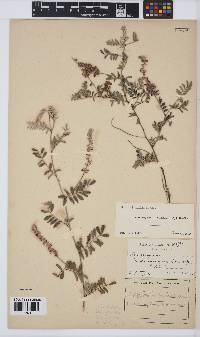 Indigofera melanadenia image