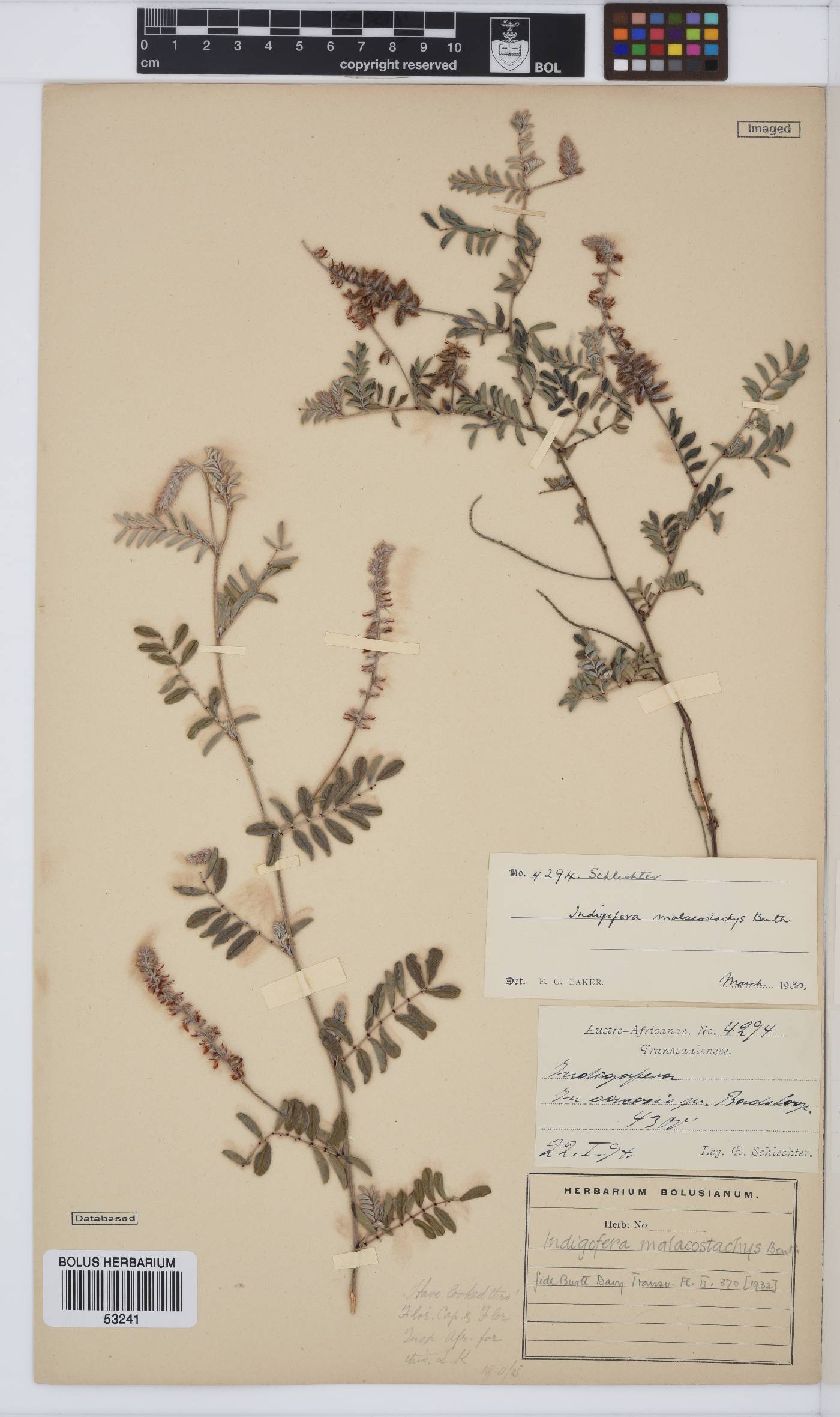 Indigofera melanadenia image