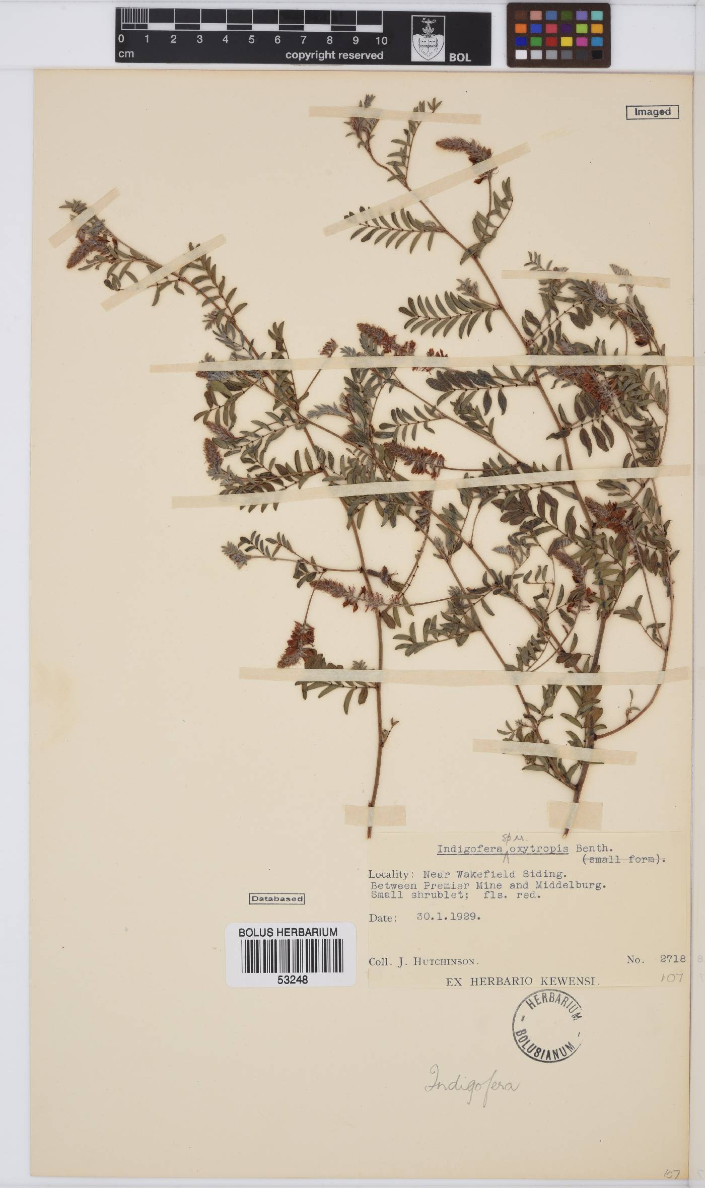 Indigofera melanadenia image