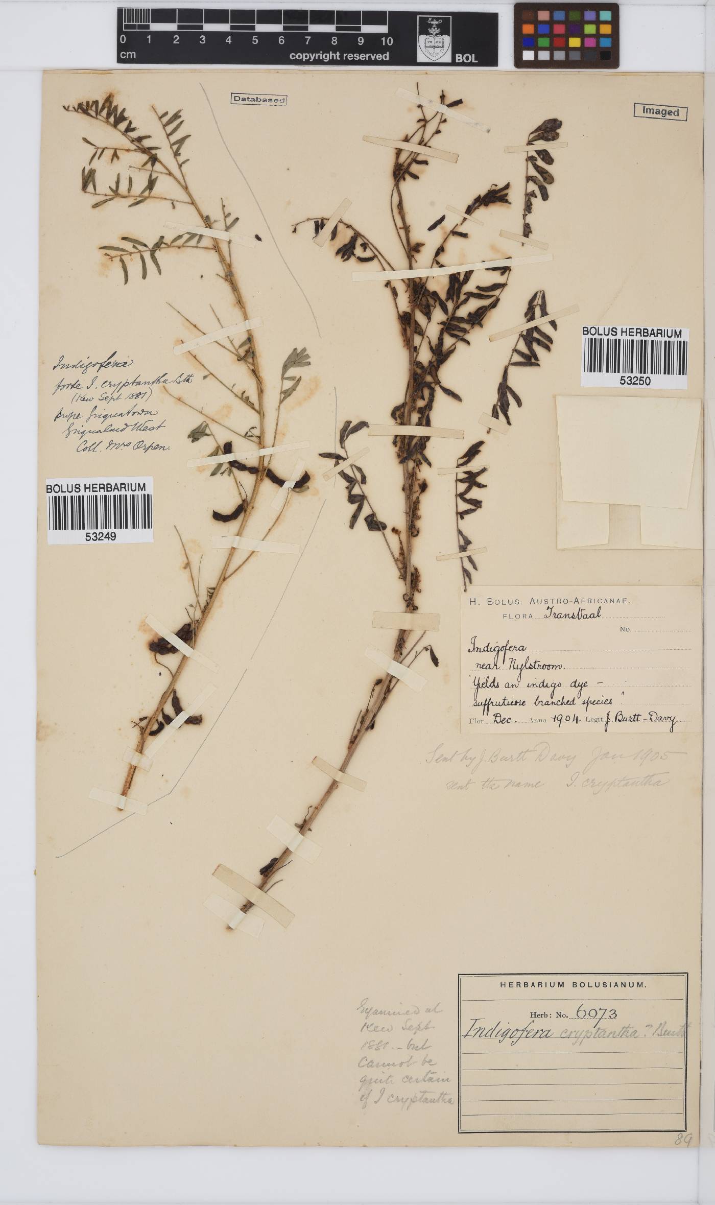 Indigofera cryptantha var. cryptantha image