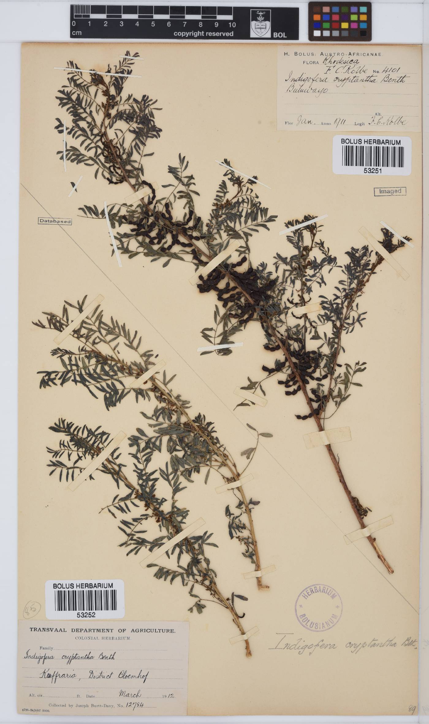 Indigofera cryptantha var. cryptantha image