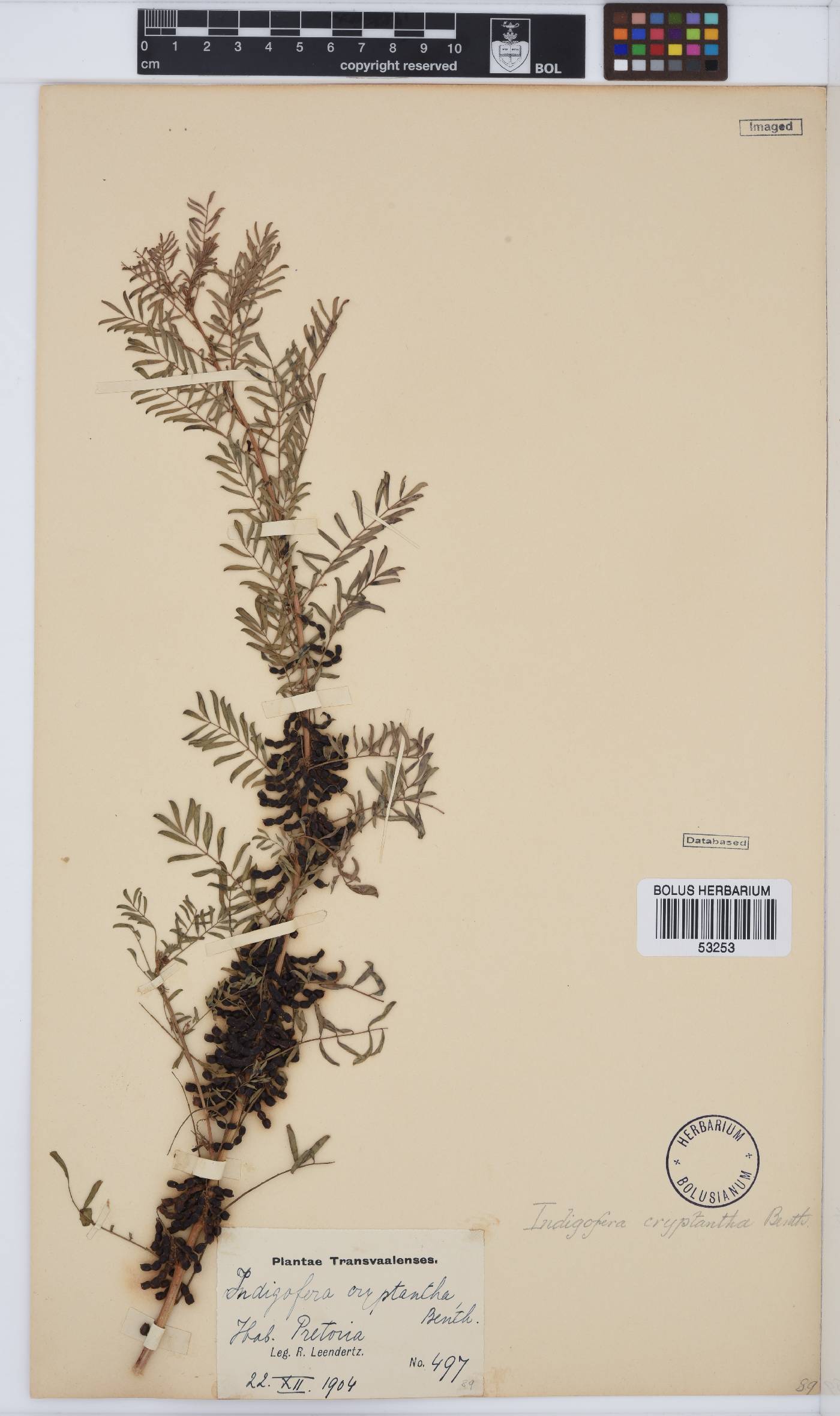 Indigofera cryptantha image