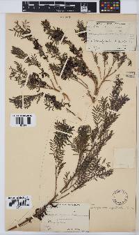 Indigofera cryptantha image