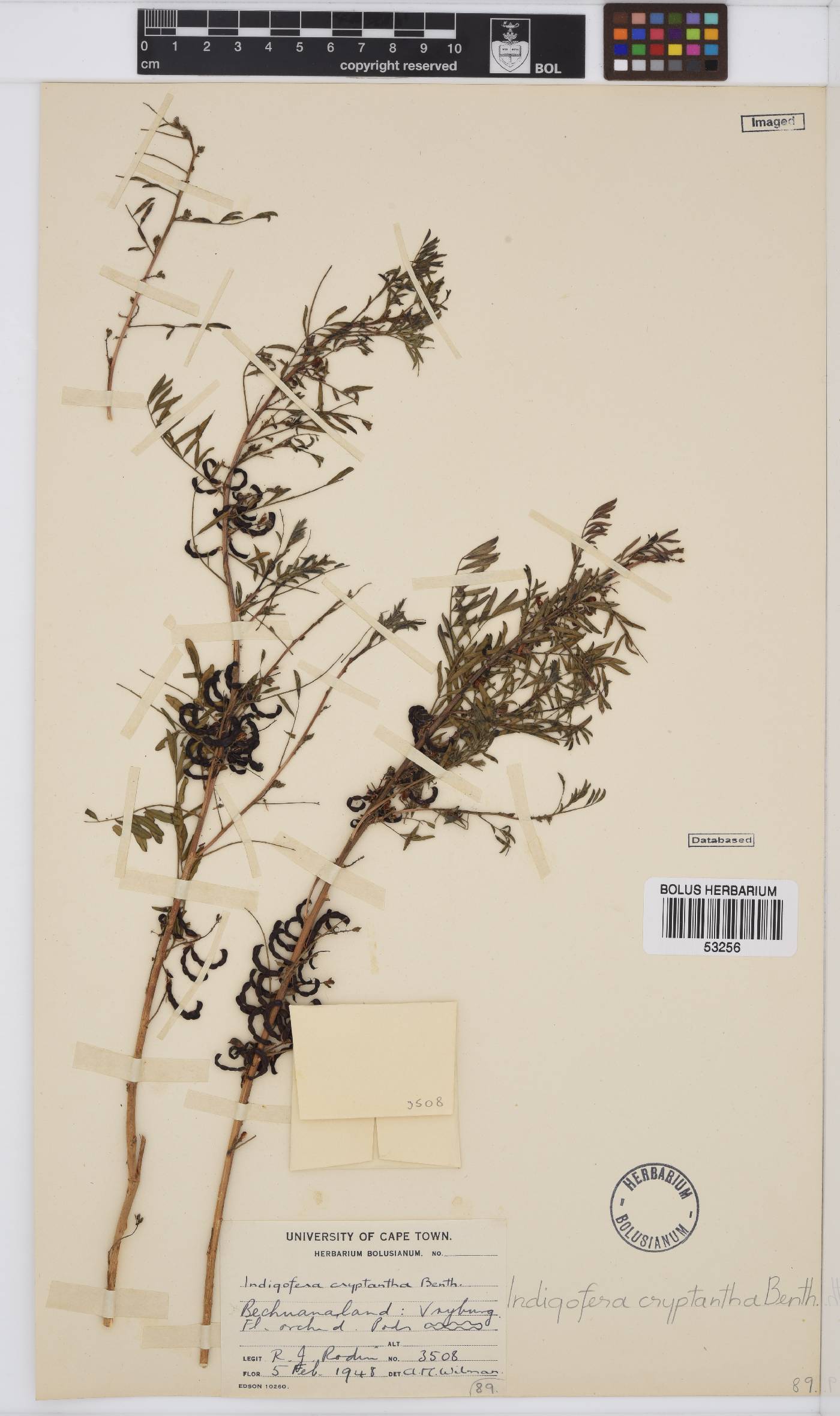 Indigofera cryptantha var. cryptantha image