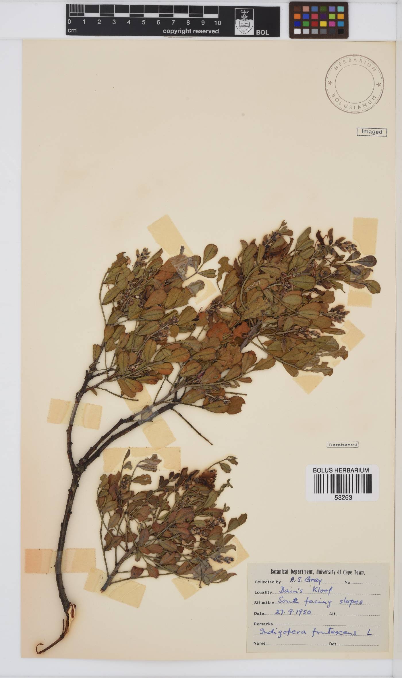 Indigofera frutescens image