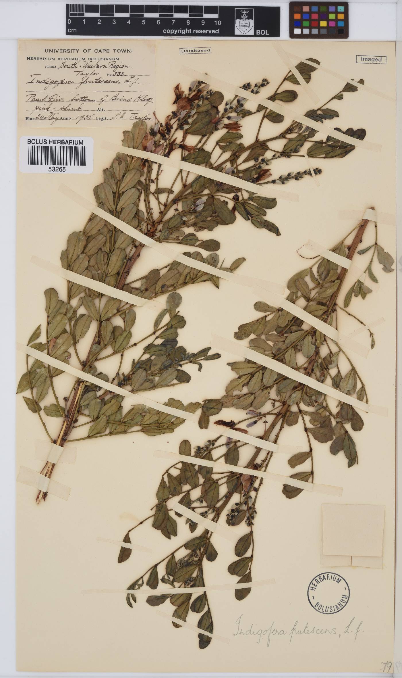 Indigofera frutescens image