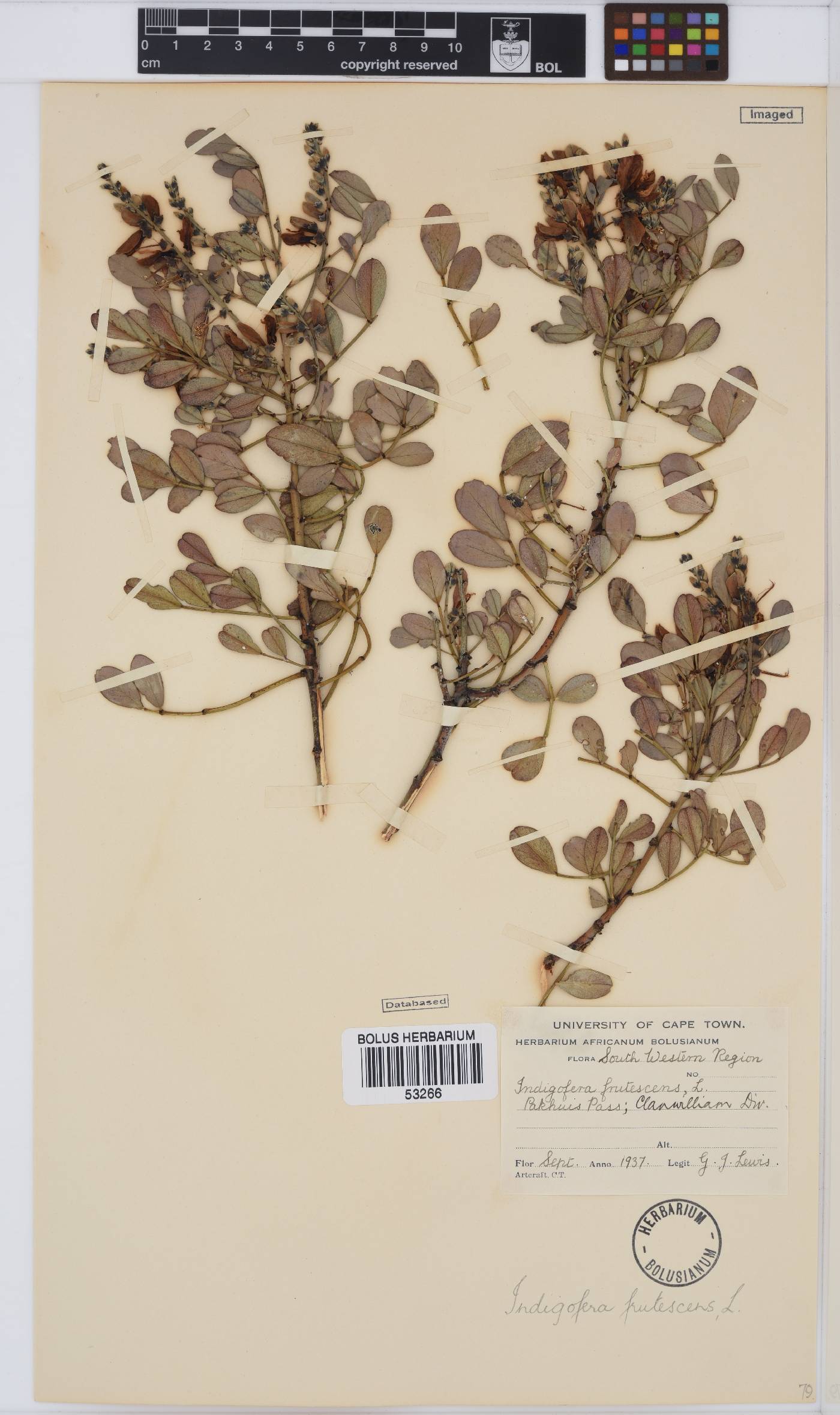 Indigofera frutescens image