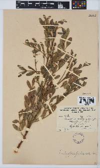 Indigofera frutescens image