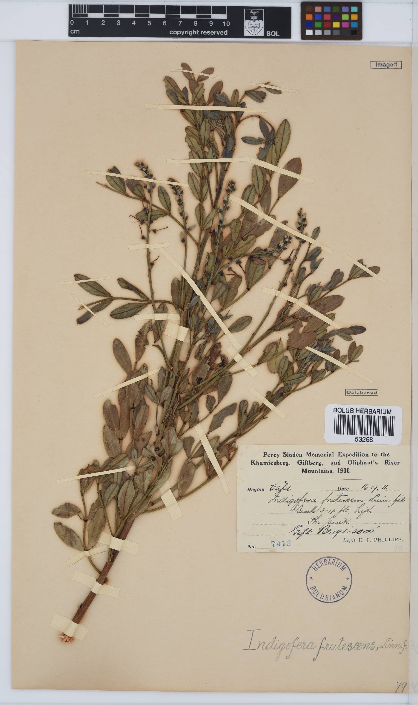 Indigofera frutescens image