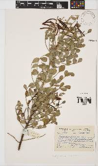 Indigofera frutescens image