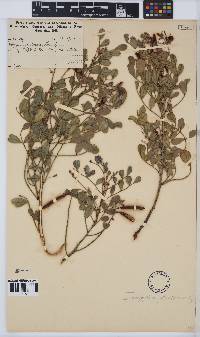 Indigofera frutescens image