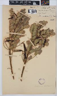 Indigofera frutescens image