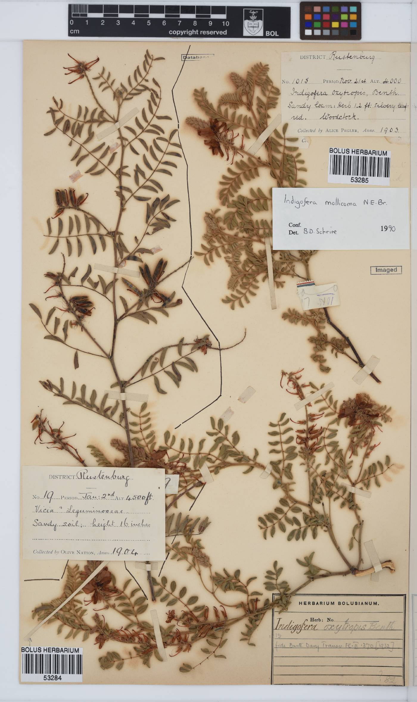 Indigofera mollicoma image