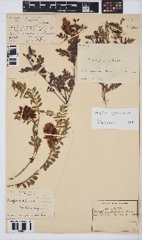 Indigofera sanguinea image